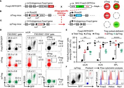 Selective ablation of thymic and peripheral Foxp3+ regulatory T cell development